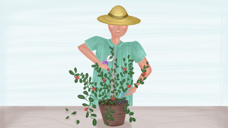 Concimazione e potatura piantina in vaso