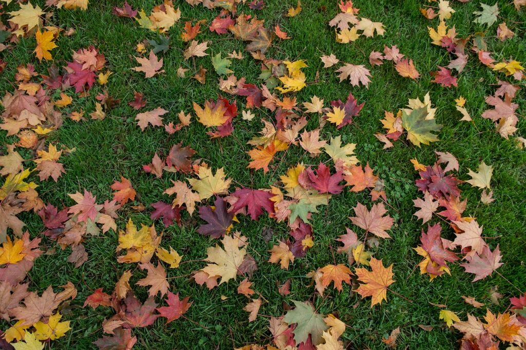 Immagine di un prato in autunno coperte dalle foglie. A livello emozionale può rappresentare uno dei benefici del prato.