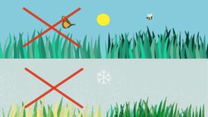 Illustrazione di due esempi di prato in macroterme. A sinistra un prato classico di macroterme dove in inverno diventa tutto giallo. A destra il prato macroterme di Virblu dove è verde tutto l'anno.