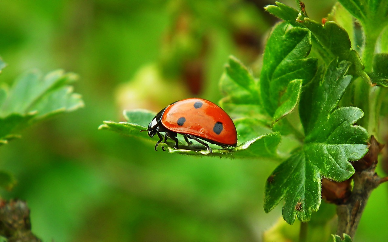 Coccinella su una pianta a testimoniare come l'agricoltura biologica può contrastare le resistenze