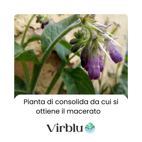 Pianta da cui si ottiene il Macerato di Consolida