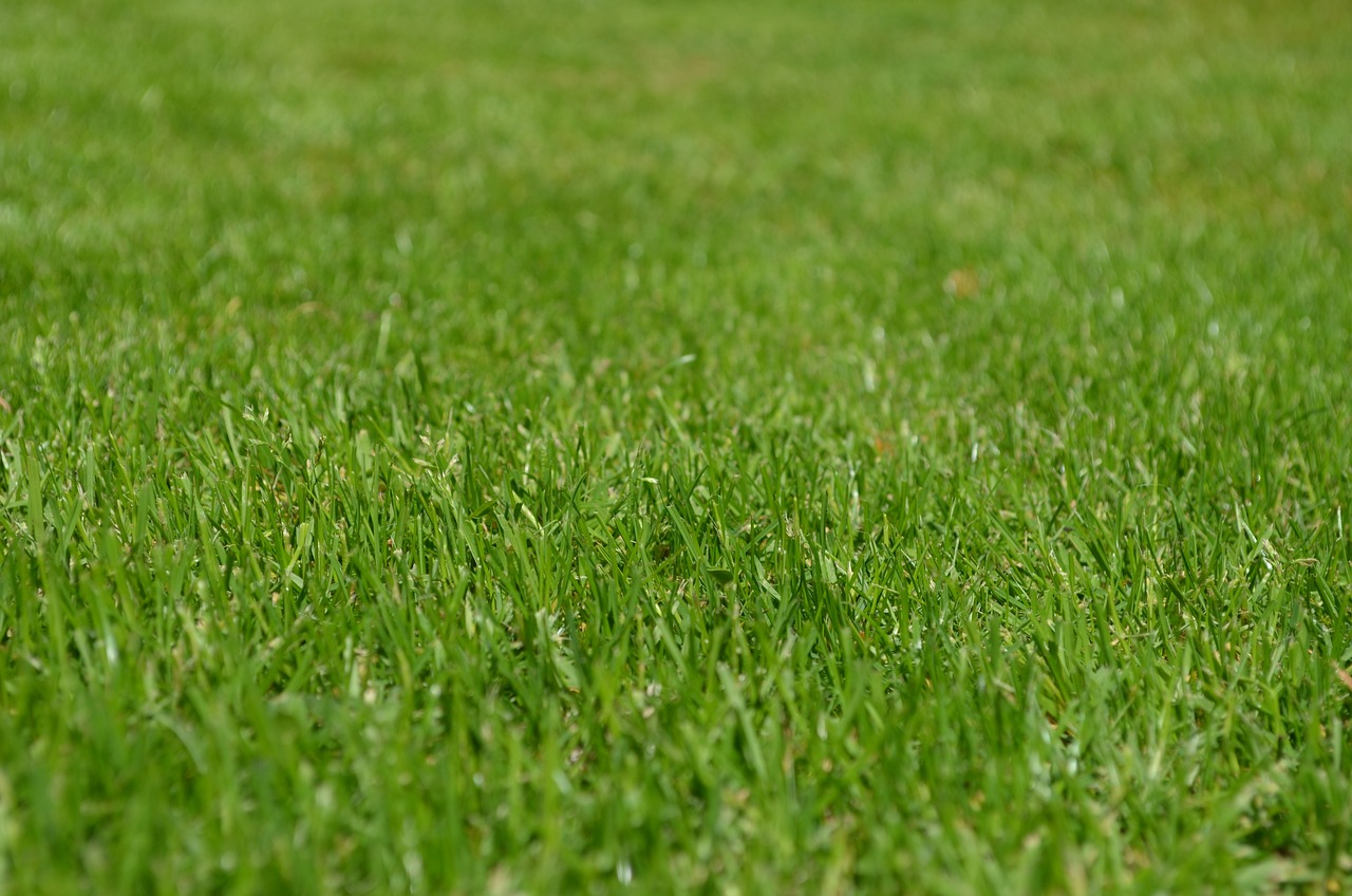 Immagine di un bel prato verde, questo è destinato a chi vorrà avere un prato tutto per se