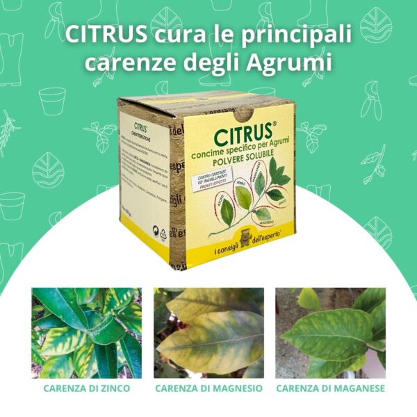 Citrus è un concime pronto effetto specifico per agrumi che cura le sue principali carenze