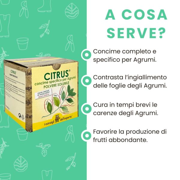 Infografica del Citrus un concime pronto effetto specifico per agrumi