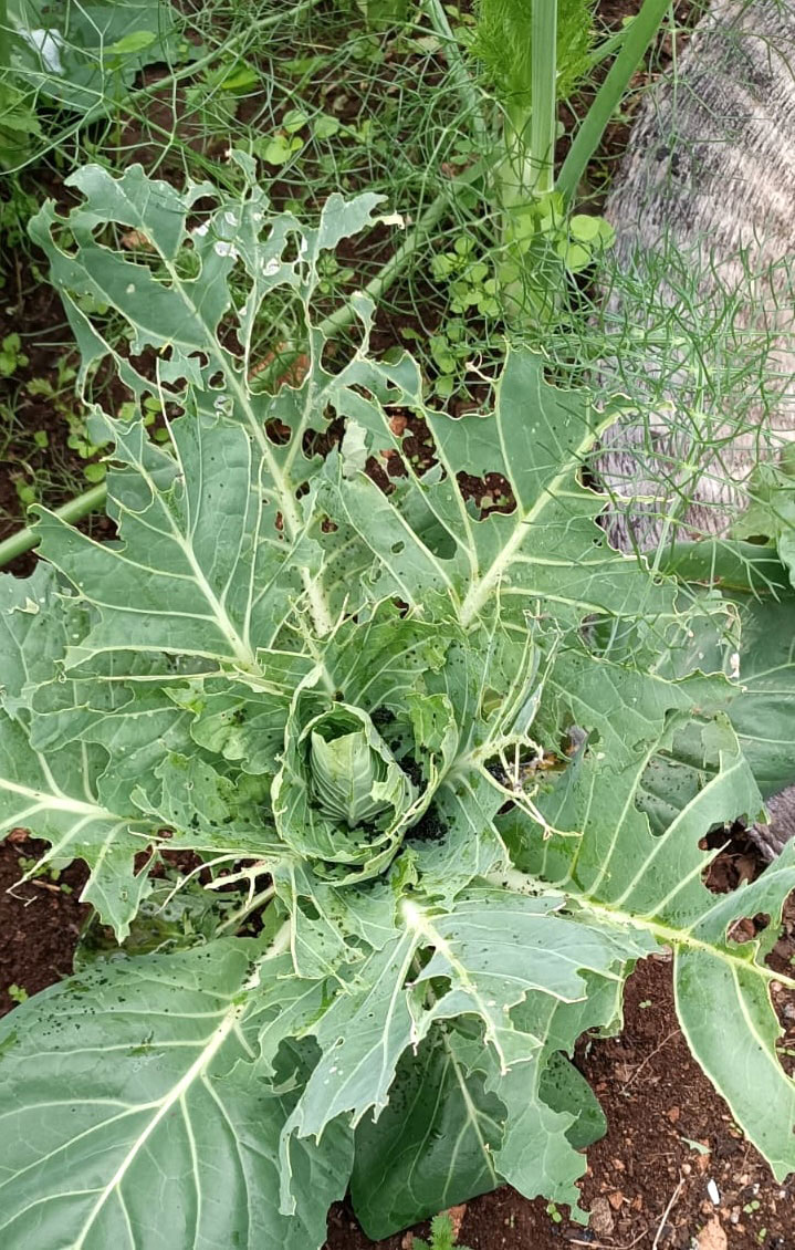 Pianta di verza mangiata dalla cavolaia