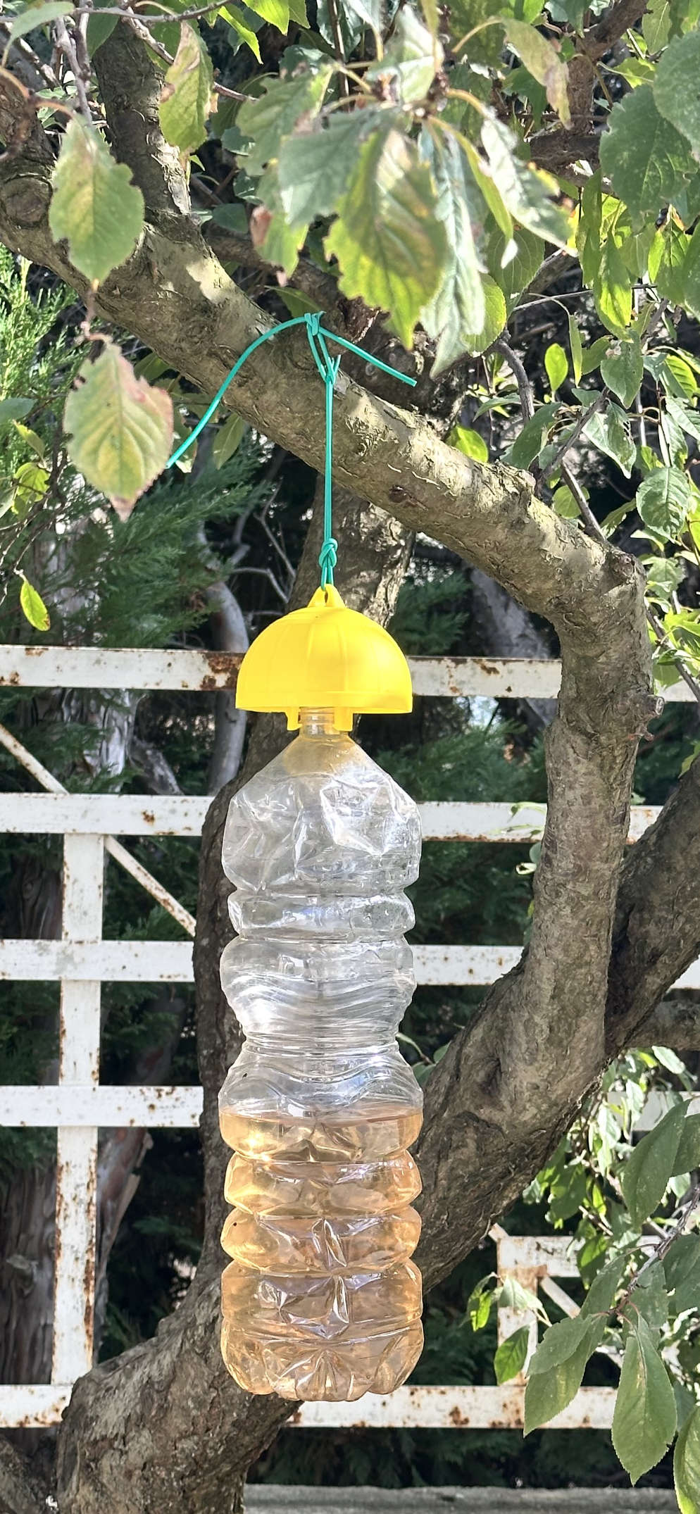 Una trappola alimentare appesa ad un albero per attirare gli insetti