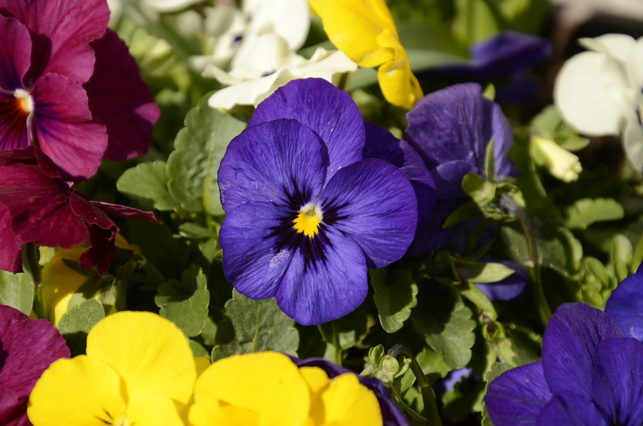 Pansé a fiore grande di colore blu