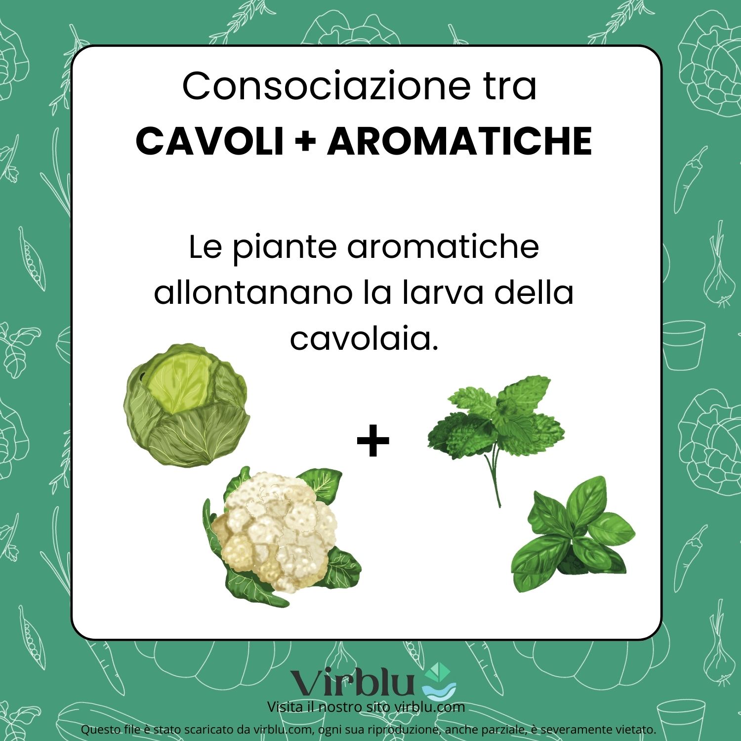 Infografica della consociazione tra cavoli e aromatiche VIRBLU