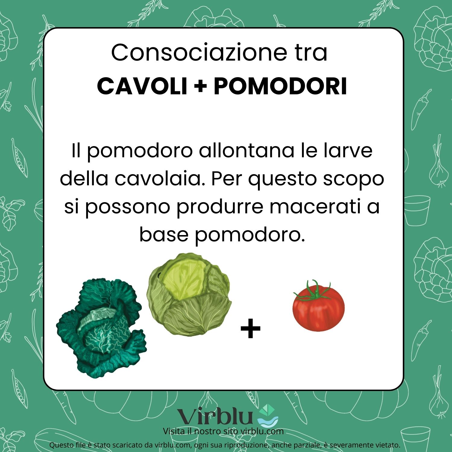 Infografica della consociazione tra cavoli e pomodori VIRBLU