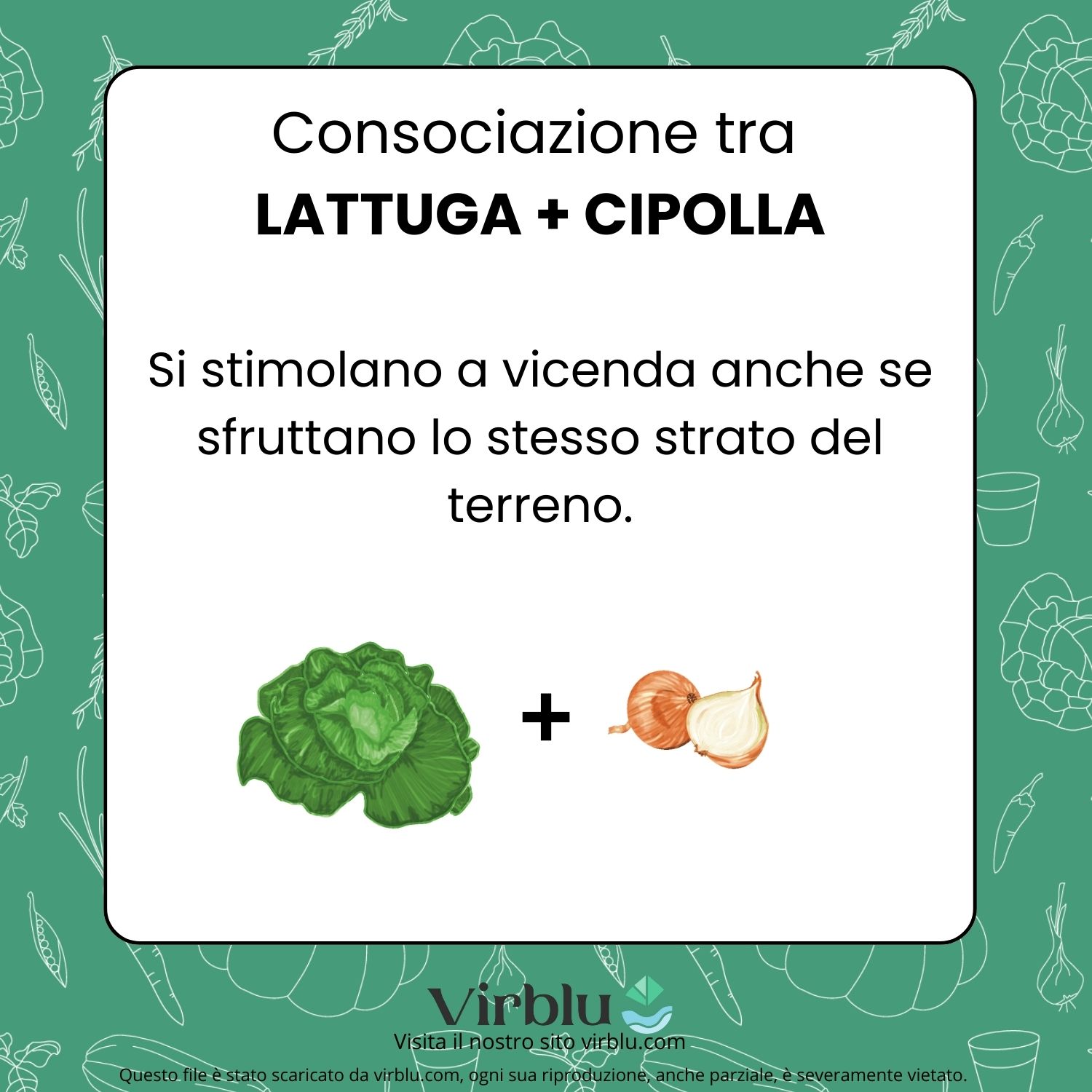 Infografica della consociazione tra lattuga e cipolla VIRBLU