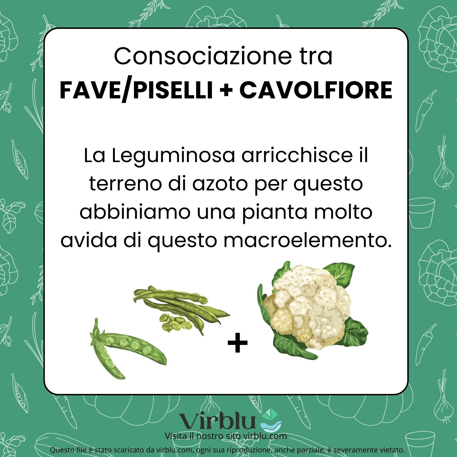 Infografica della consociazione tra leguminose e cavolfiore VIRBLU