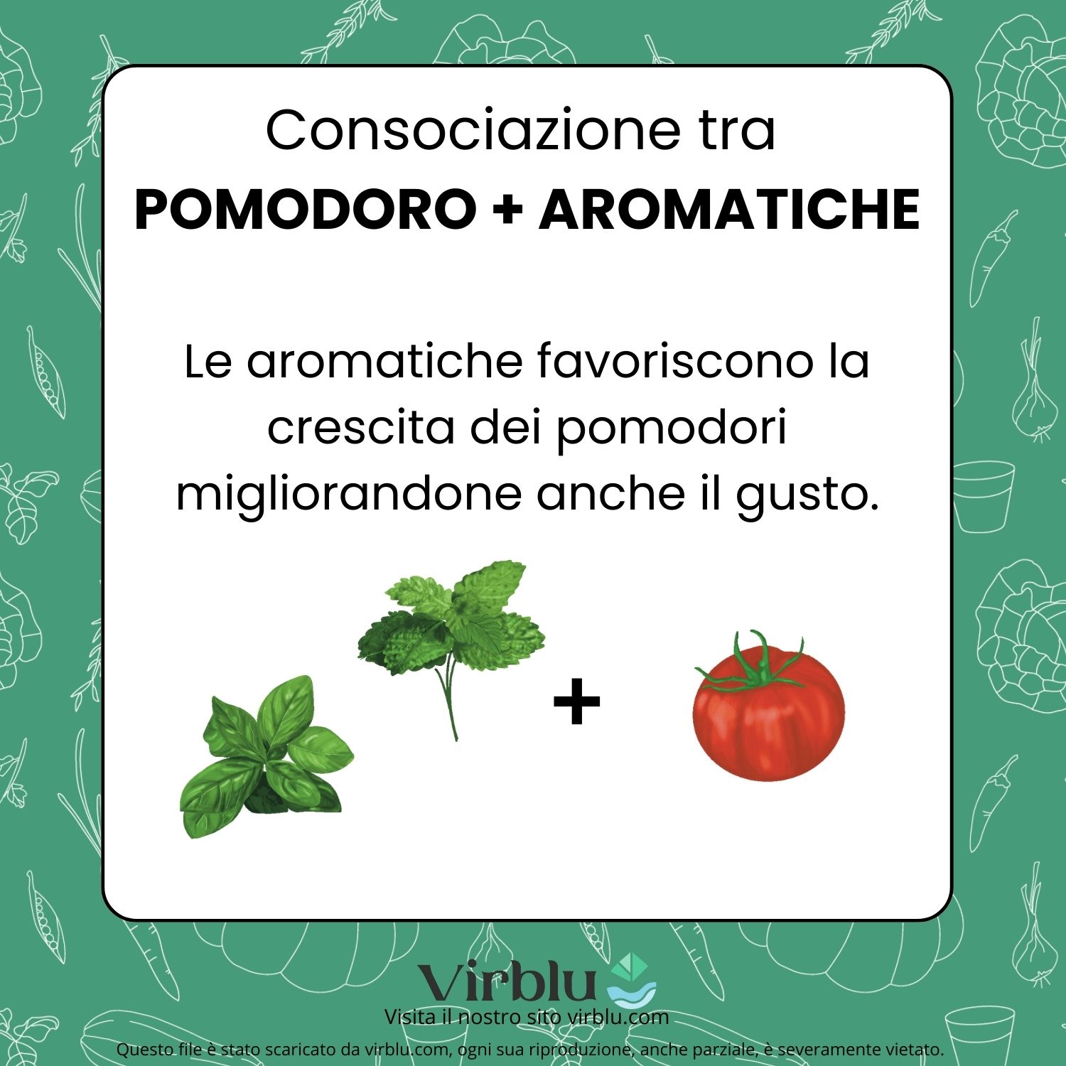 Infografica della consociazione tra pomodori e aromatiche VIRBLU