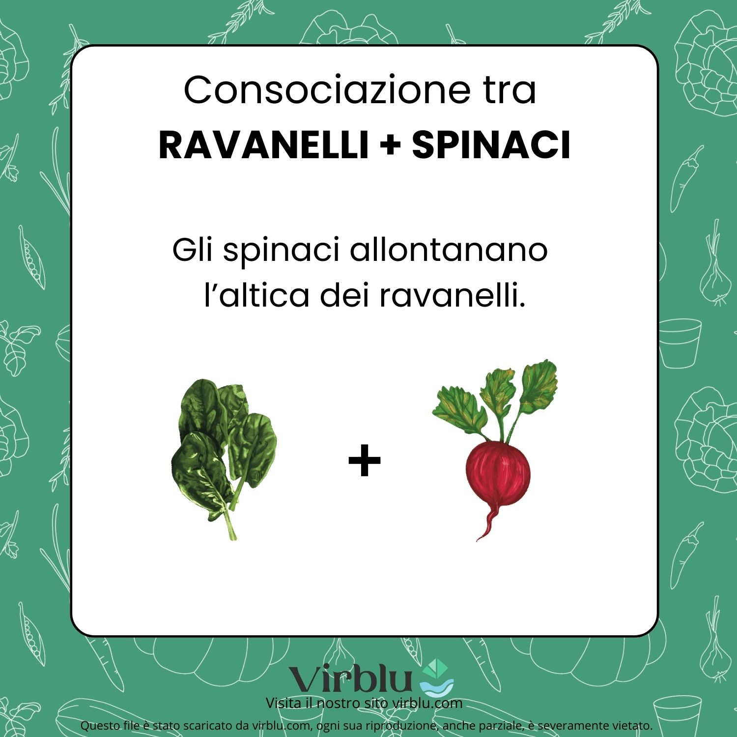 Infografica tra consociazione tra spinacio e ravanelli VIRBLU