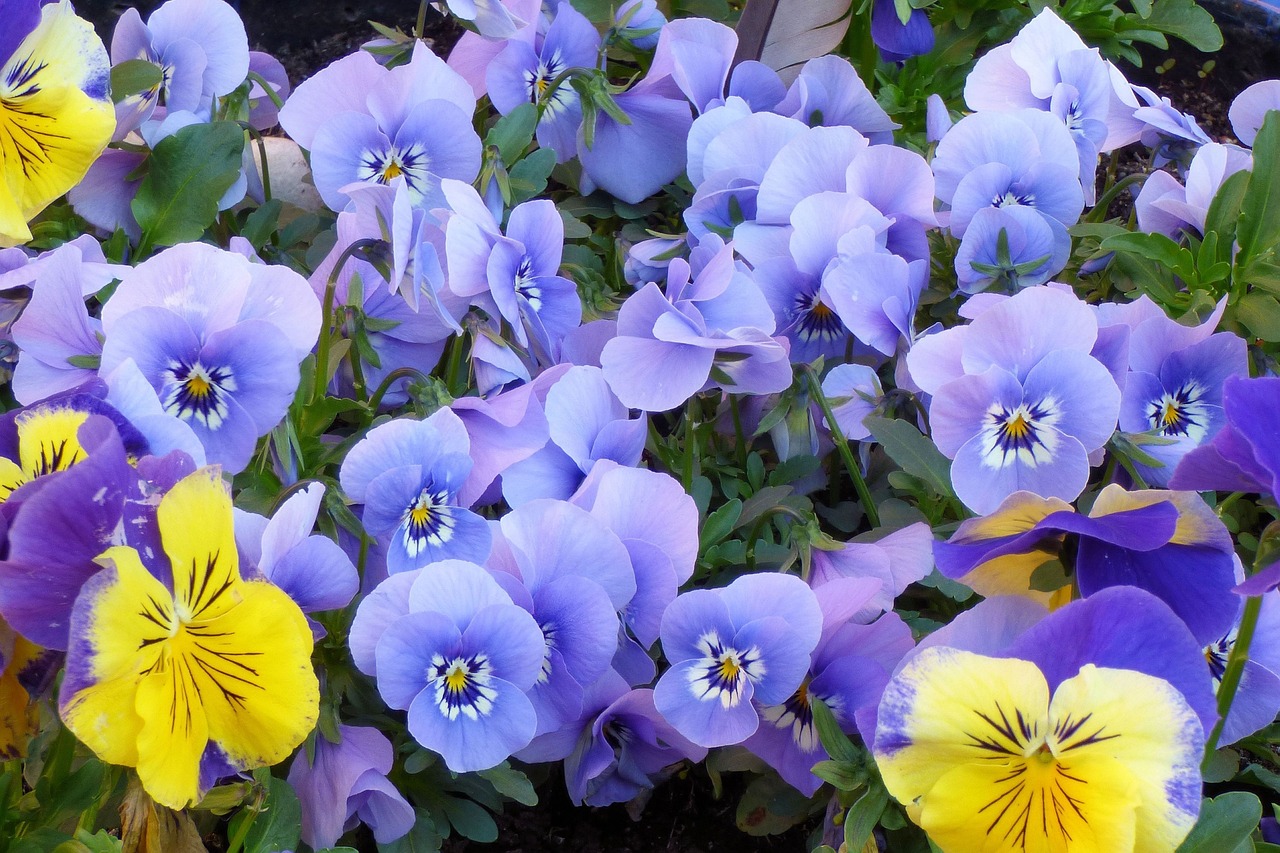 Miscuglio di pansé giallo e blu per colori colorare il tuo giardino