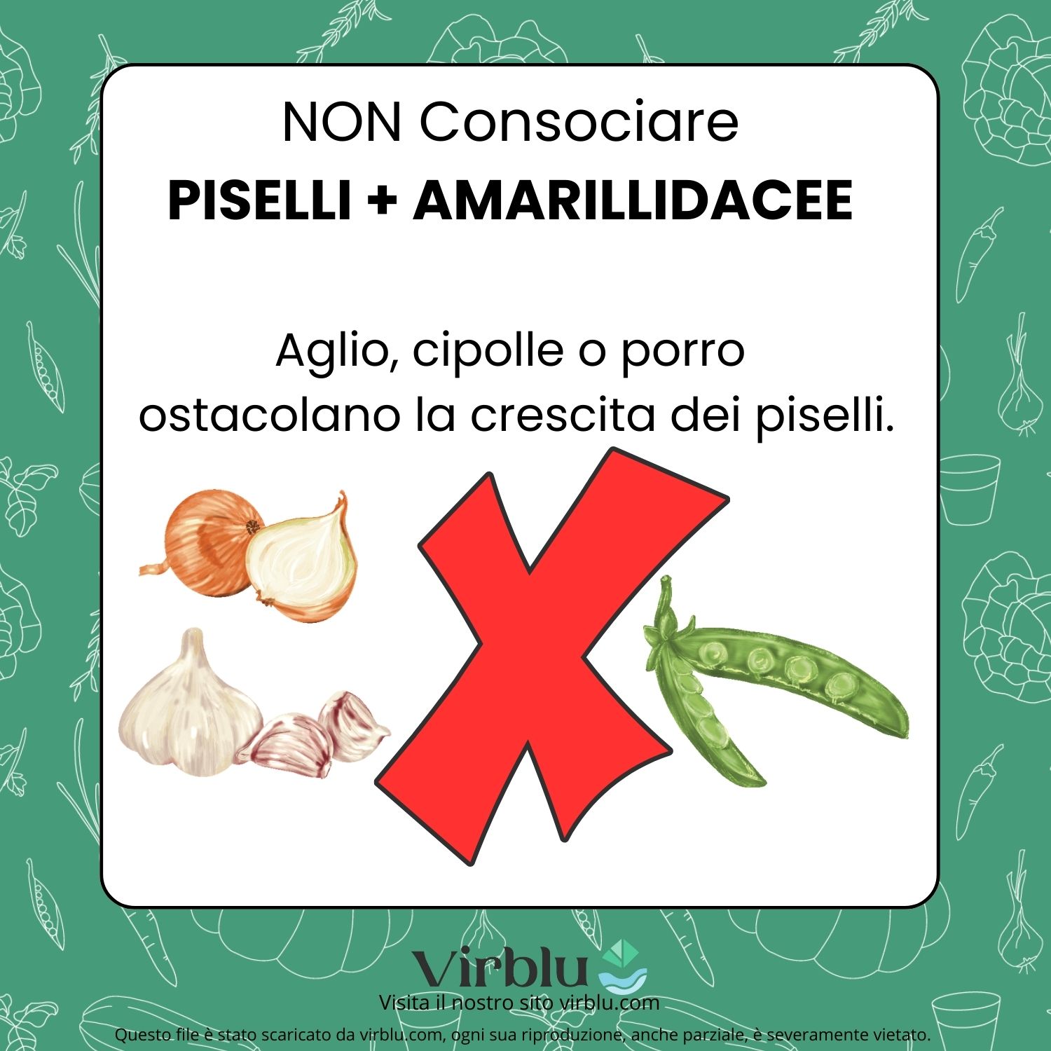 Infografica sul non consociare finocchio e pomodoro VIRBLU