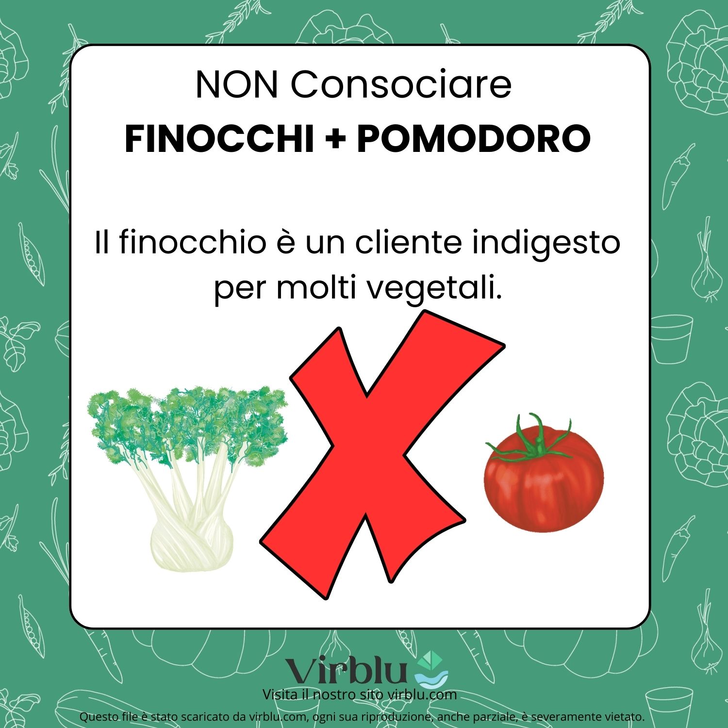 Infografica sul non consociare finocchio e pomodoro VIRBLU