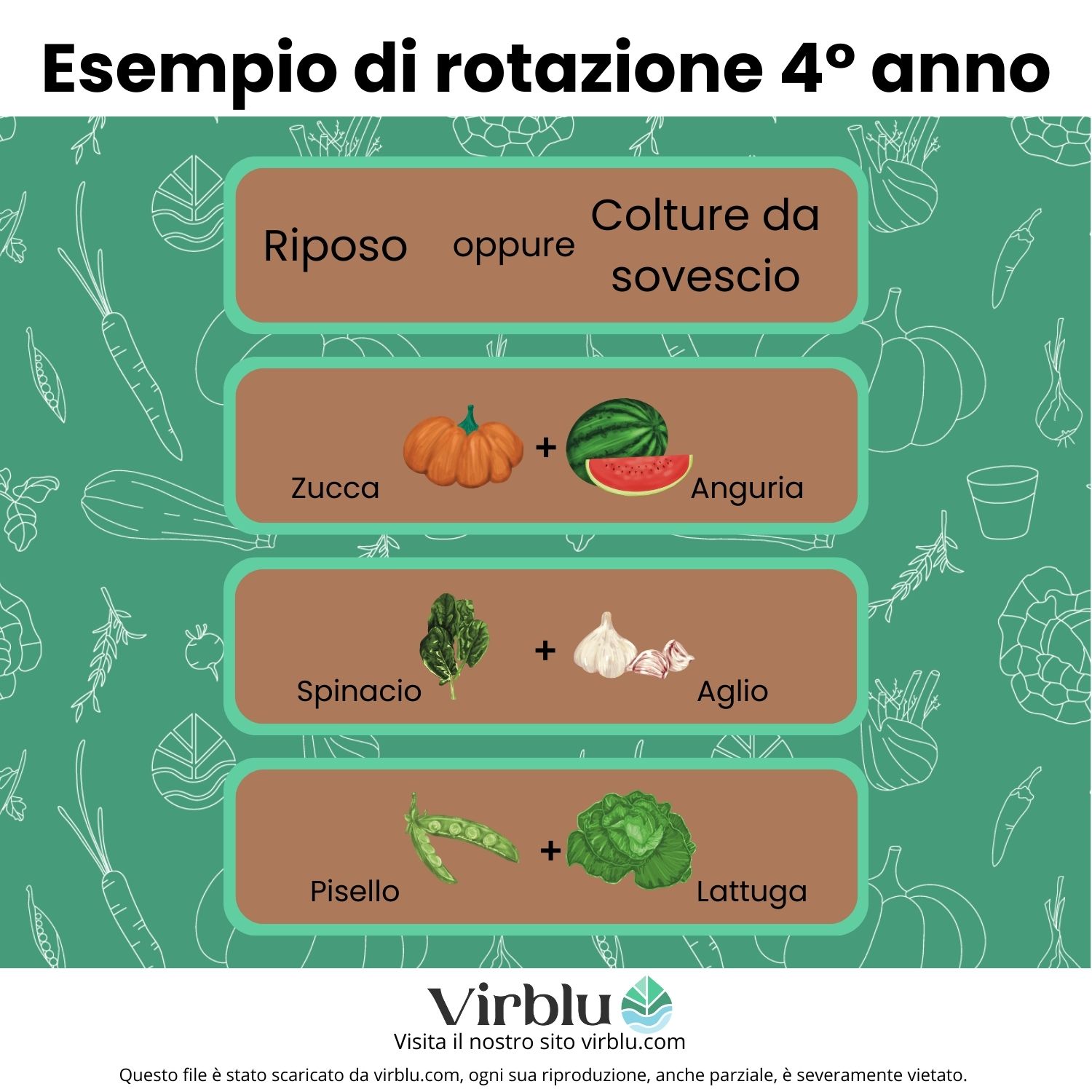 Esempio di rotazione delle colture nel quarto anno VIRBLU.