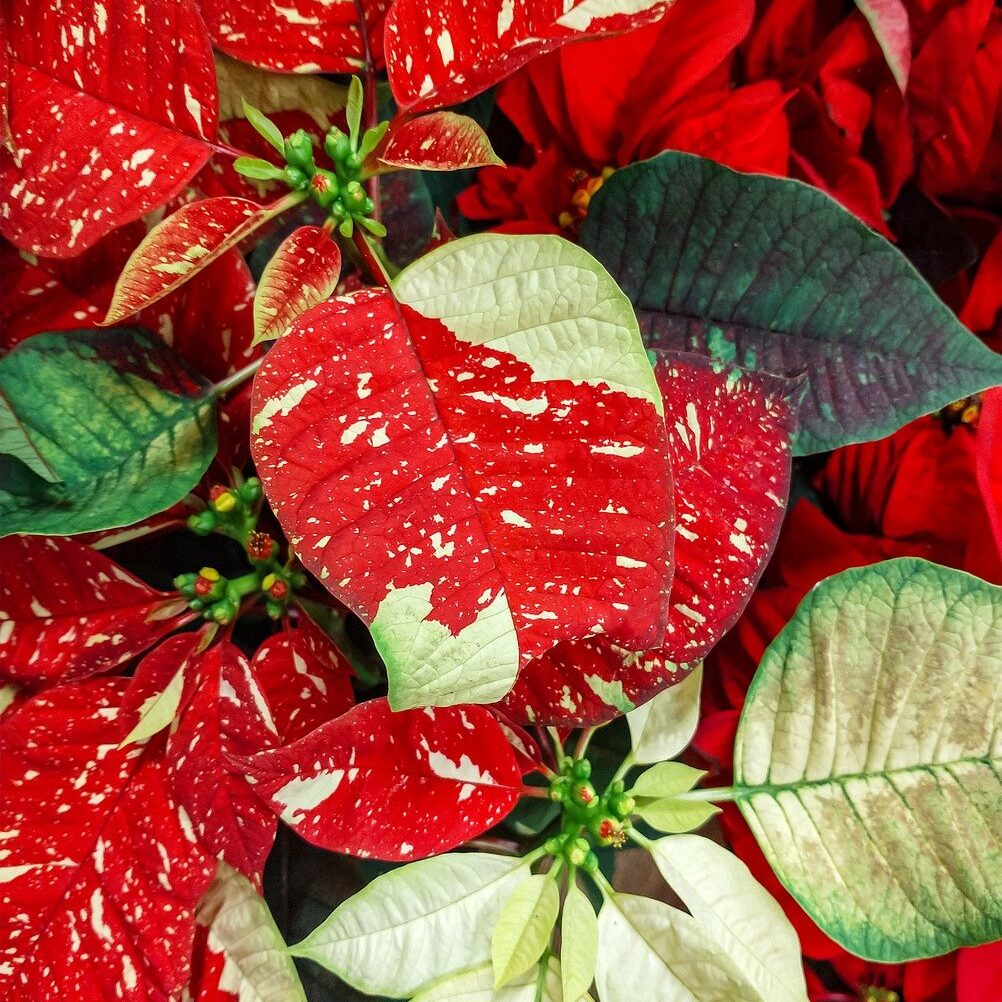Stella di natale variegata