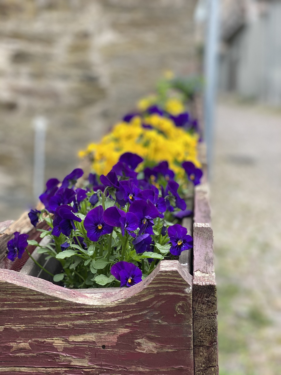 Vaso di Viola del pensiero di colore giallo e viola per decorare i balconi