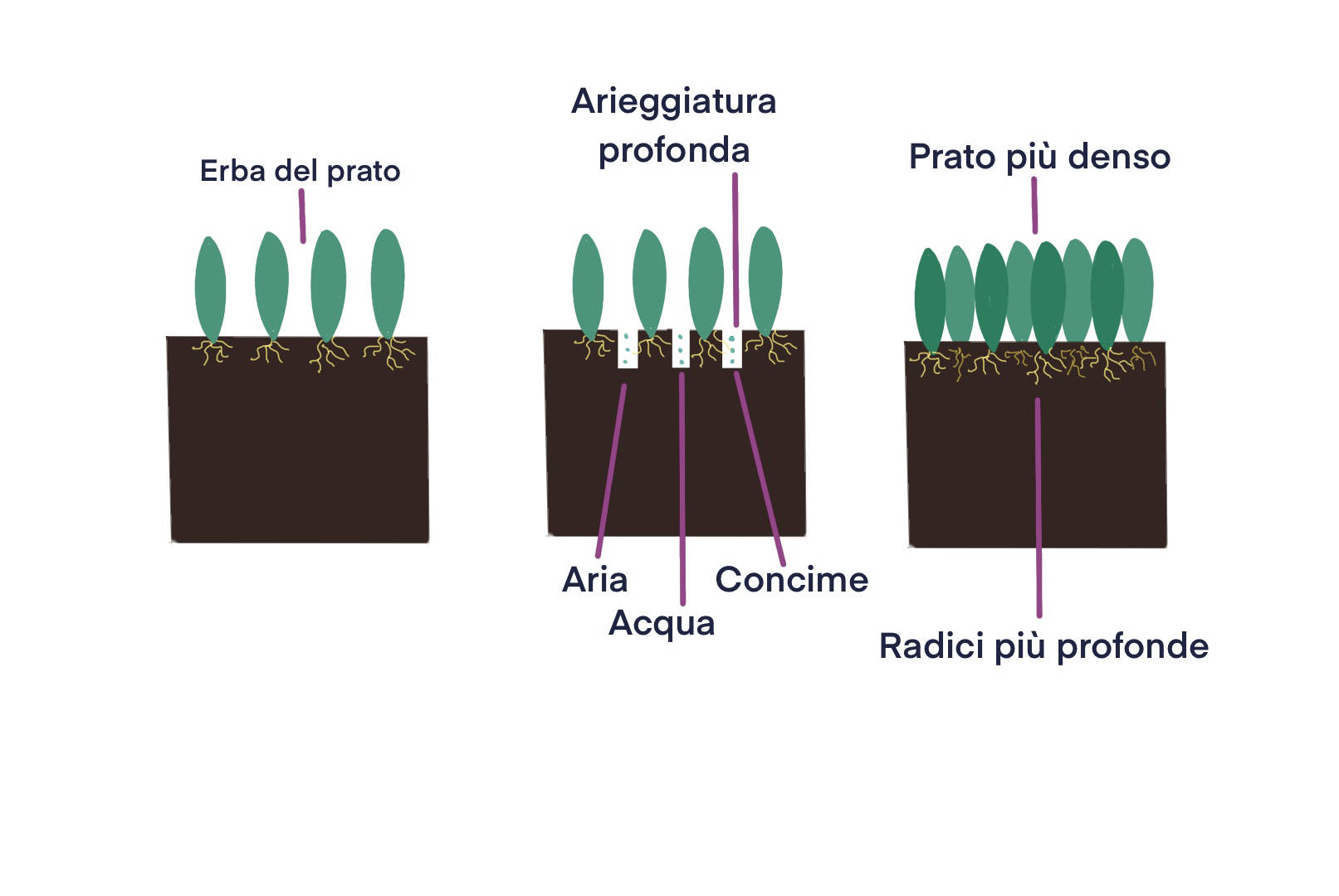 Gli effetti benefici dell'arieggiatura del prato