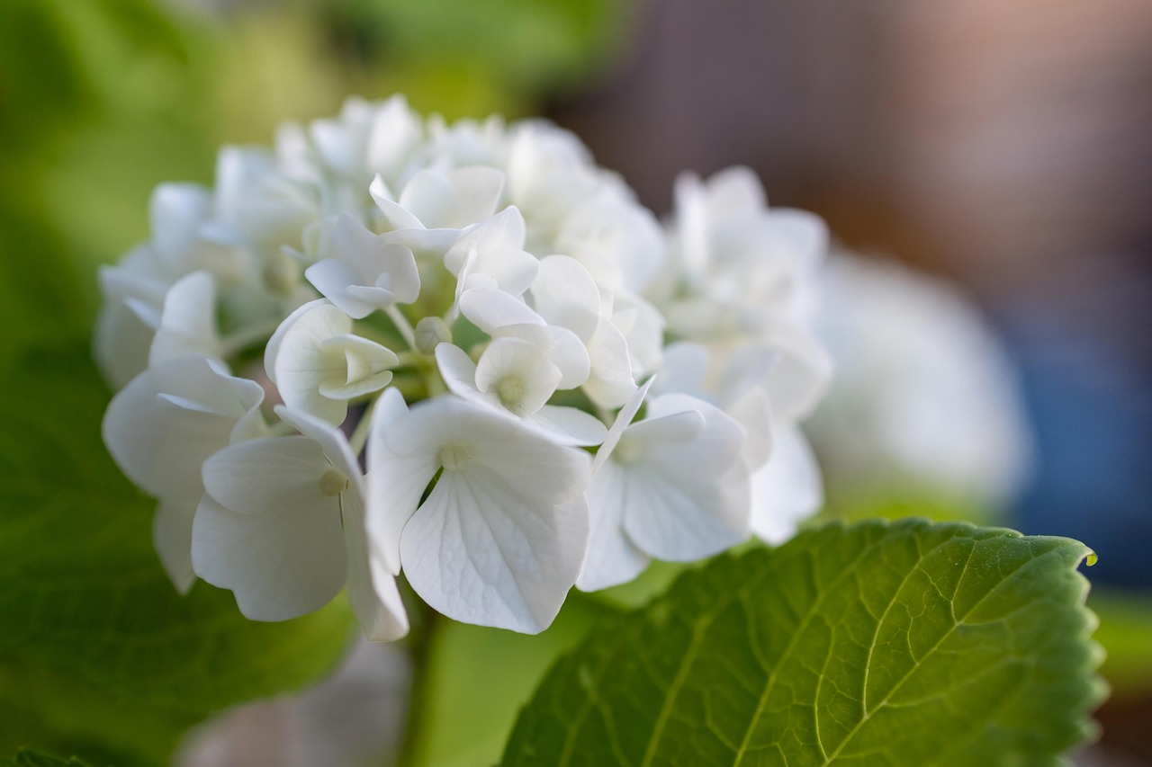 Il fiore di colore bianco di una ortensia