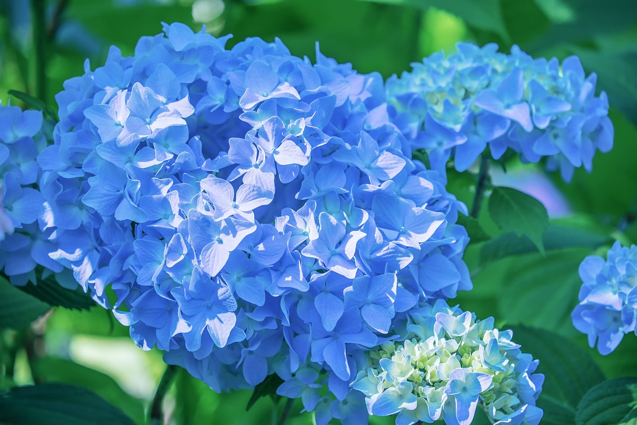 Il fiore di colore blu di una ortensia