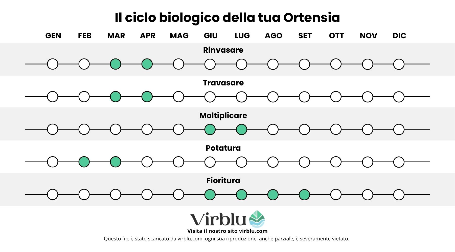 Infografica sulla guida alla coltivazione delle ortensie con i periodi ideali