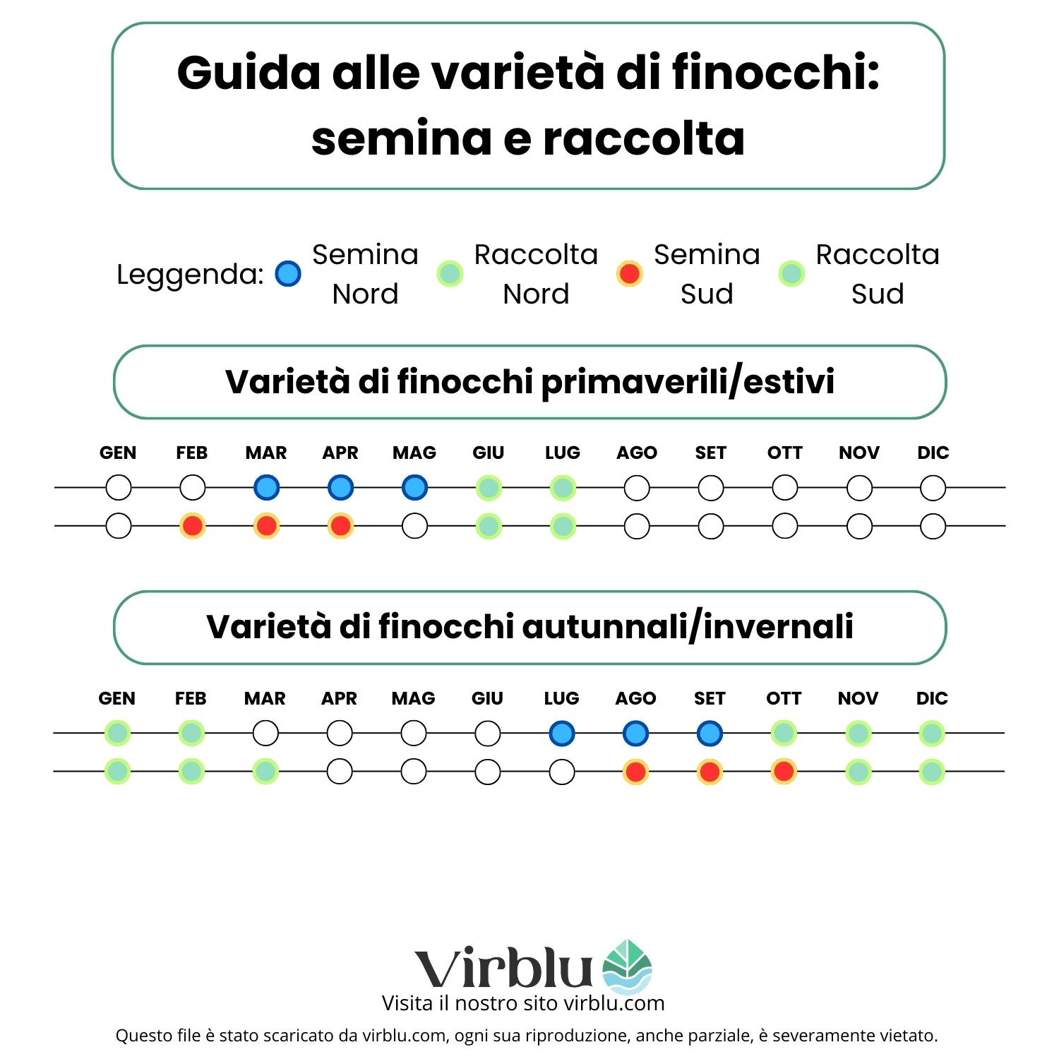 Differenze tra semina e raccolta delle diverse varietà di finocchio VIRBLU