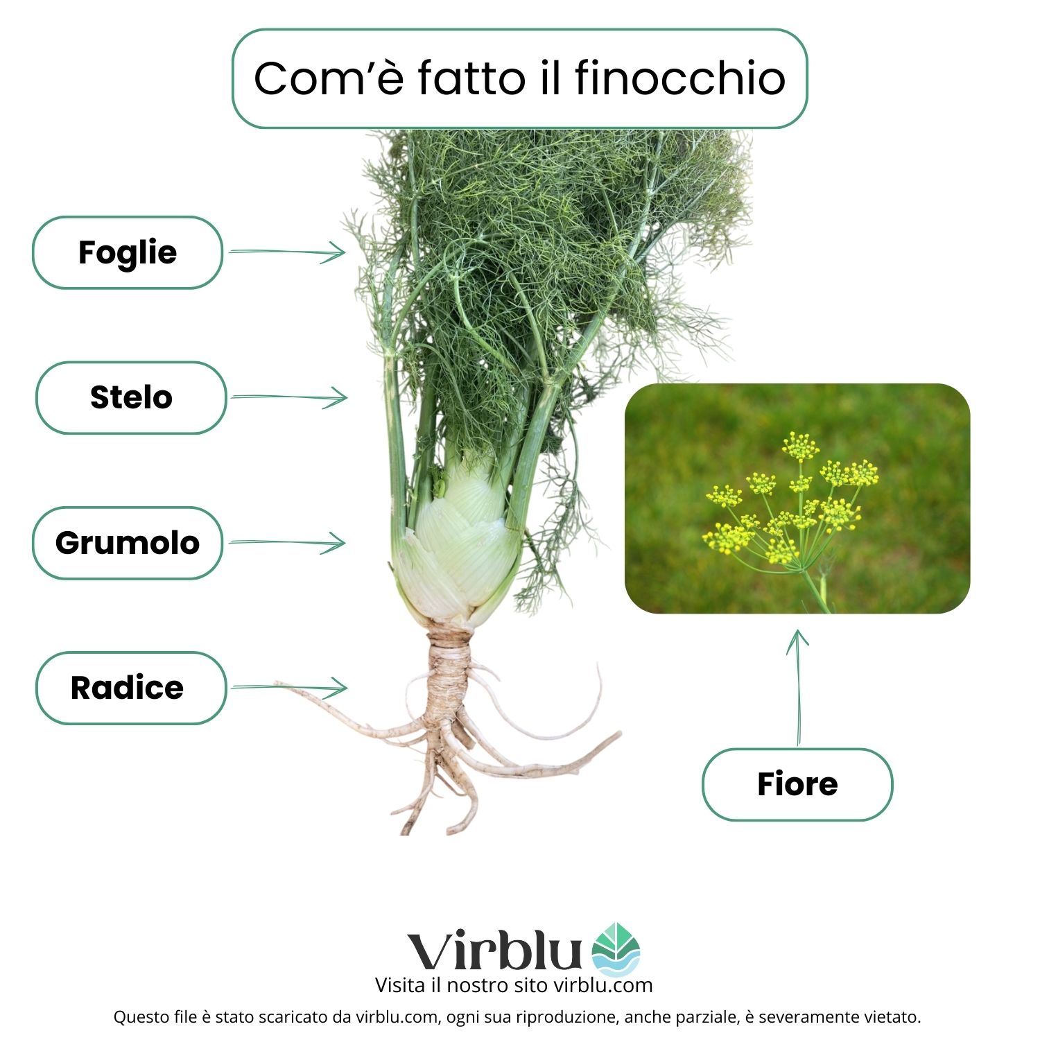 Infografica dove indico tutte le parti di una pianta di finocchio