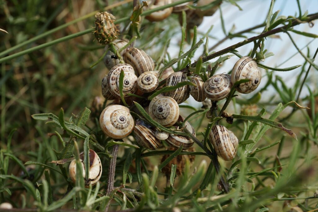 Molte lumache raggruppate in massa sulle piante