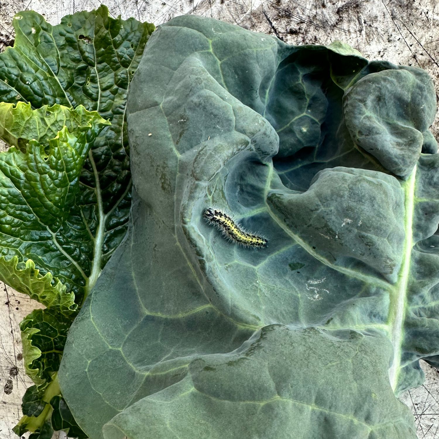 Foglie dei cavoli mangiati dalla cavolaia