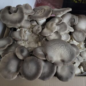 Coltivare i cardoncelli in casa per ottenere un cespuglio come questo