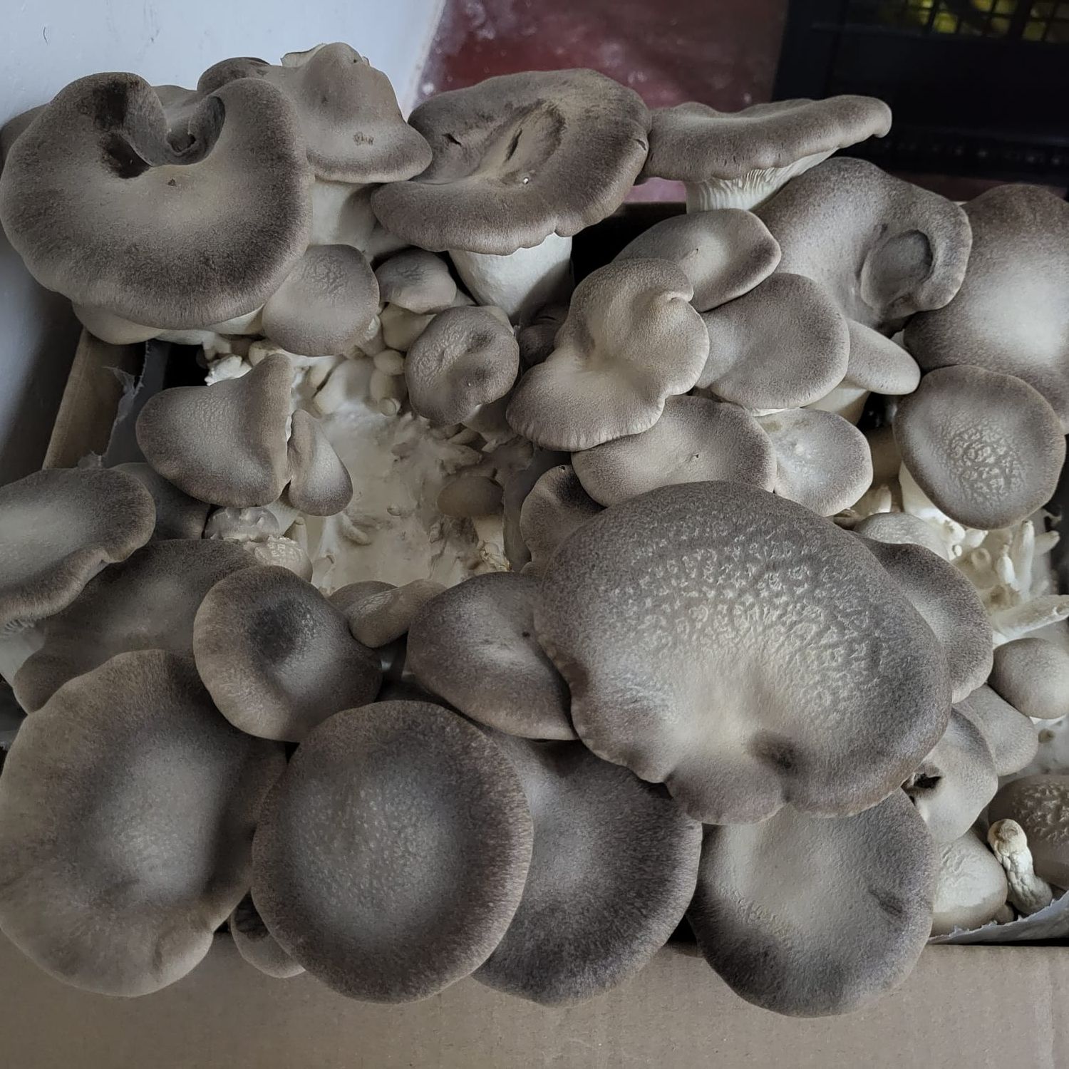 Coltivare i cardoncelli in casa per ottenere un cespuglio come questo